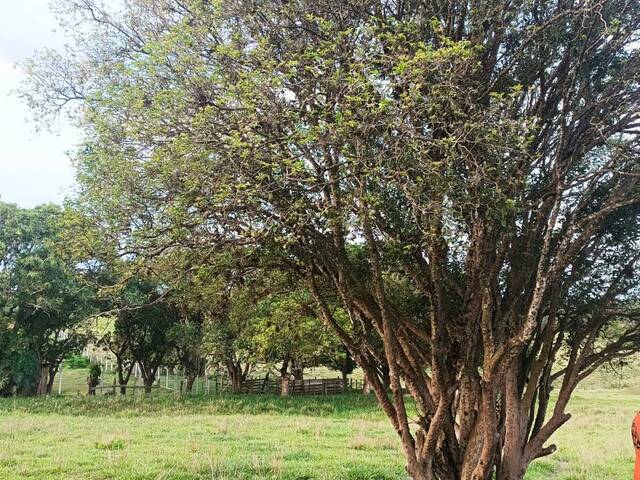 Terreno para Venda em Capela do Alto - 4