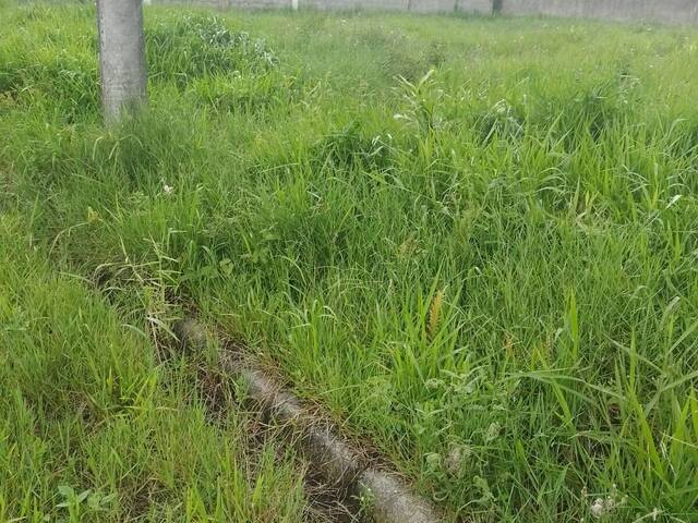 #65 - Área para Venda em Peruíbe - SP - 3